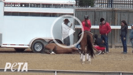Video de PETA: Pura sangre de 2 años corrió hasta la muerte para aumentar los precios de las subastas