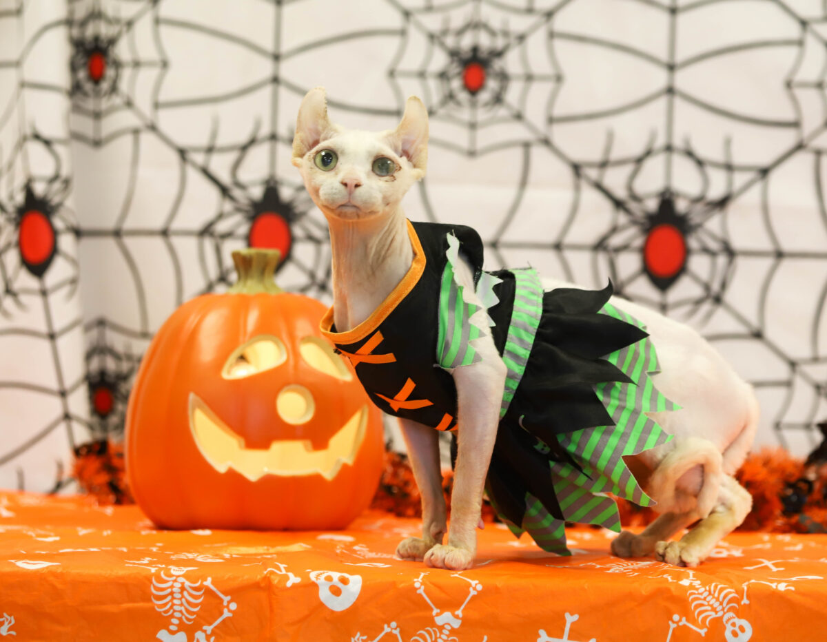 Seguridad con los disfraces de Halloween – Ontario SPCA y Humane Society