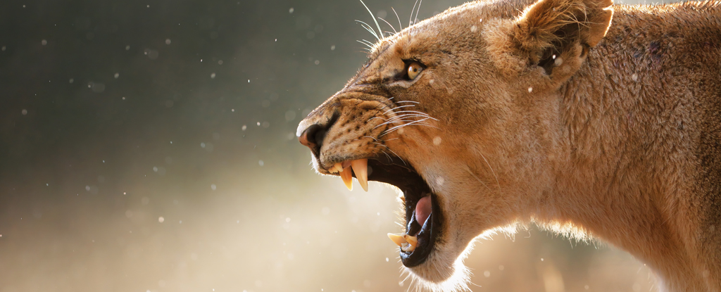 Un superdepredador en África infunde aún más miedo que los leones: ScienceAlert
