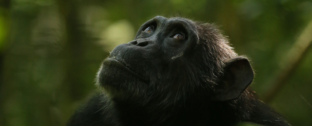 Nueva evidencia sugiere que los chimpancés salvajes experimentan menopausia: ScienceAlert