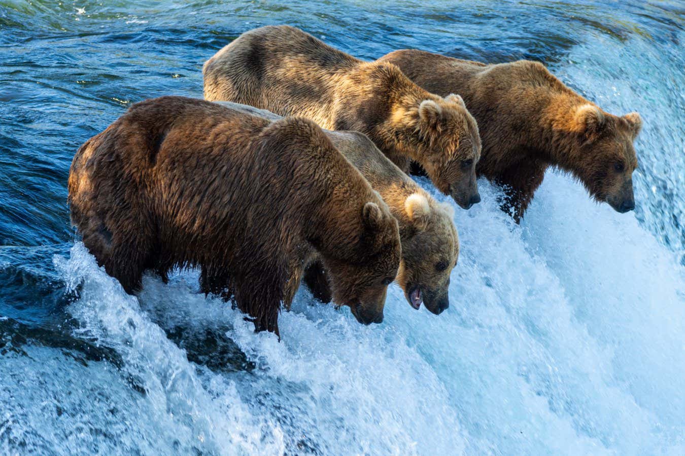 Semana del Oso Gordo: Cómo los osos pardos de Alaska casi duplican su tamaño