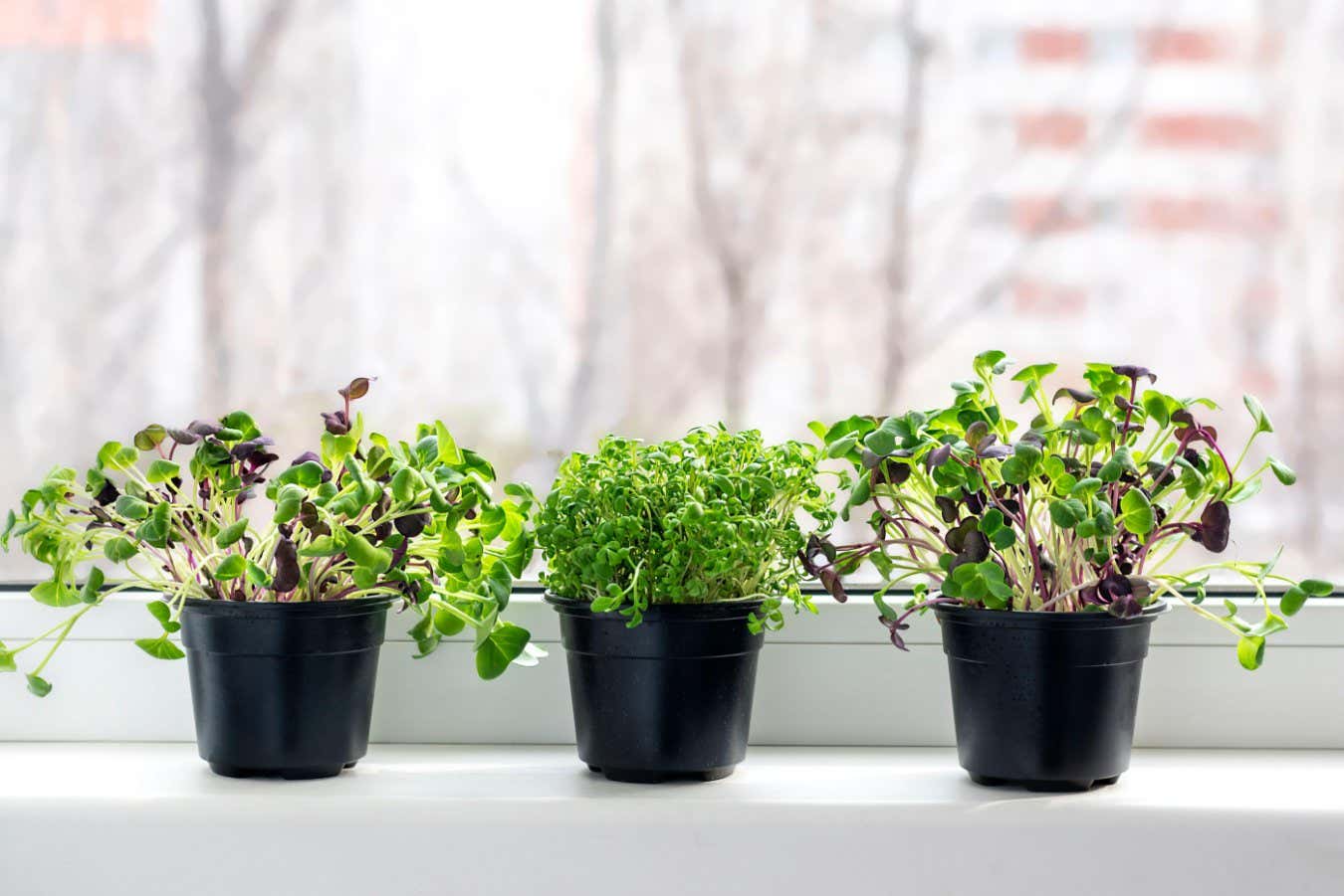 Microgreens: la sorprendente verdad sobre este ‘superalimento’ de cosecha propia y de moda