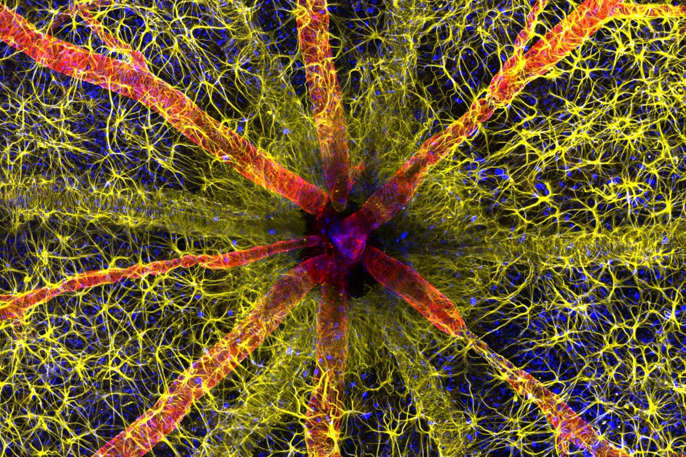 Una intrincada fotografía de la retina de una rata gana el concurso Nikon Small World