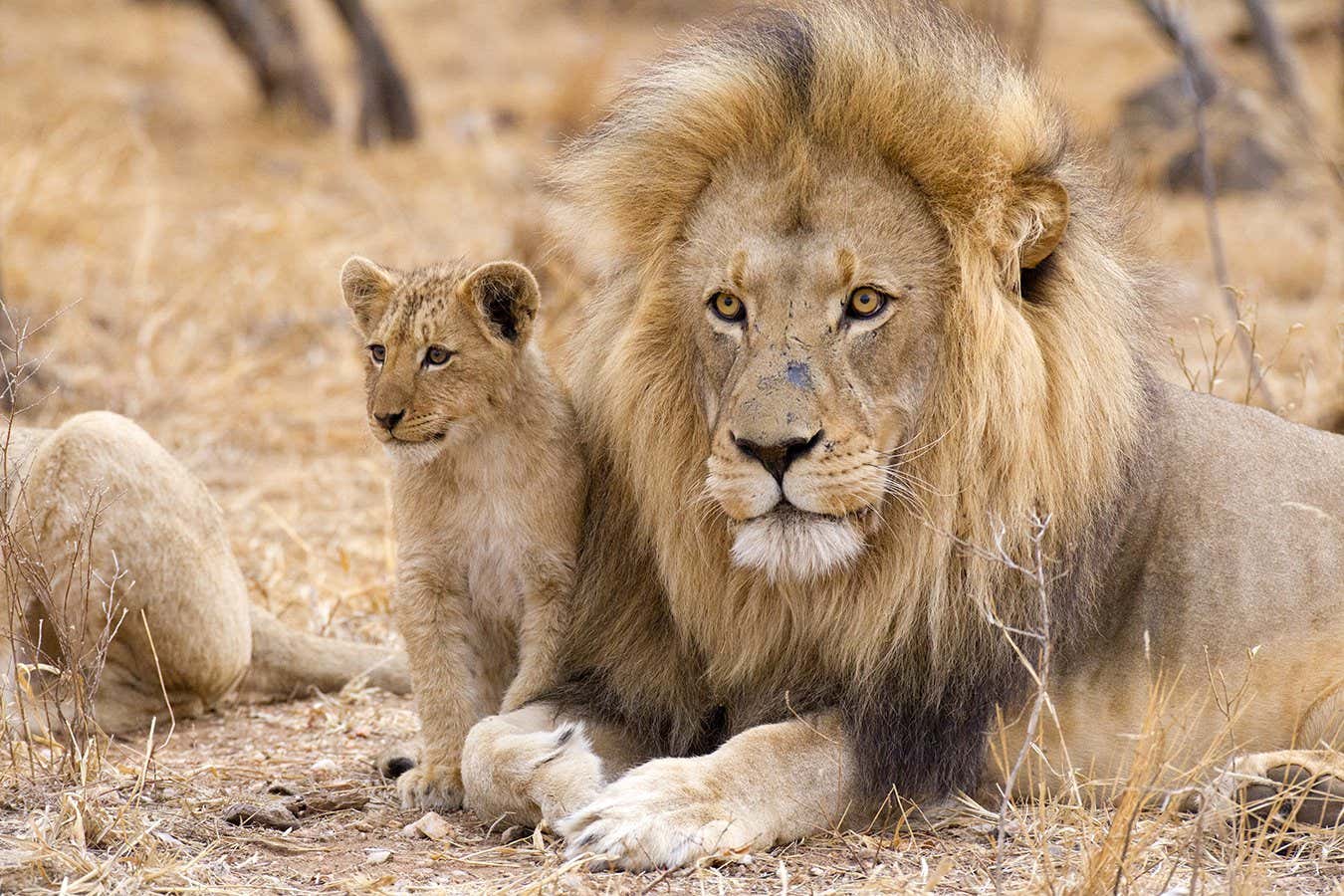 ¿Saben los animales que el sexo produce bebés?
