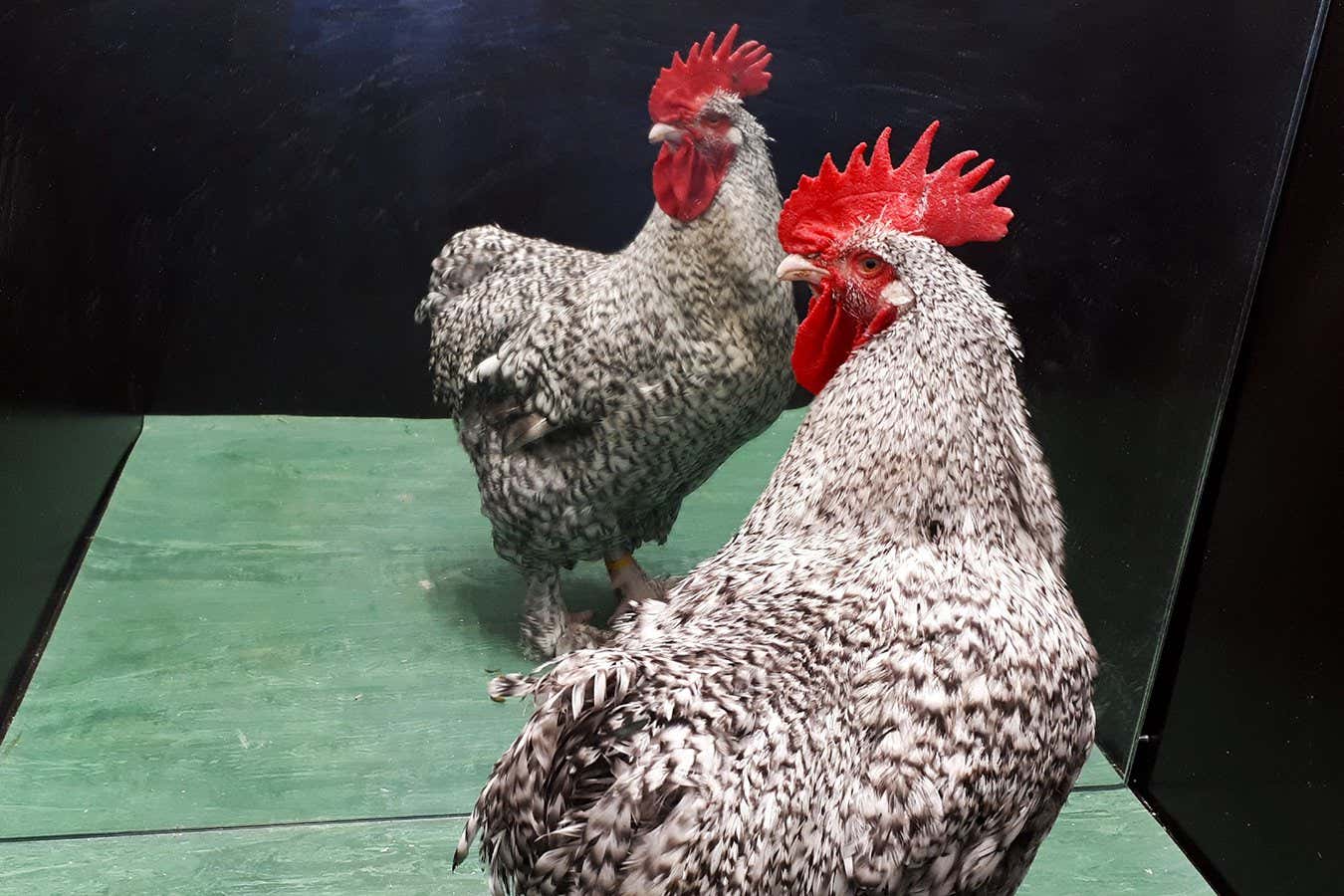 Los gallos podrían reconocerse en un espejo