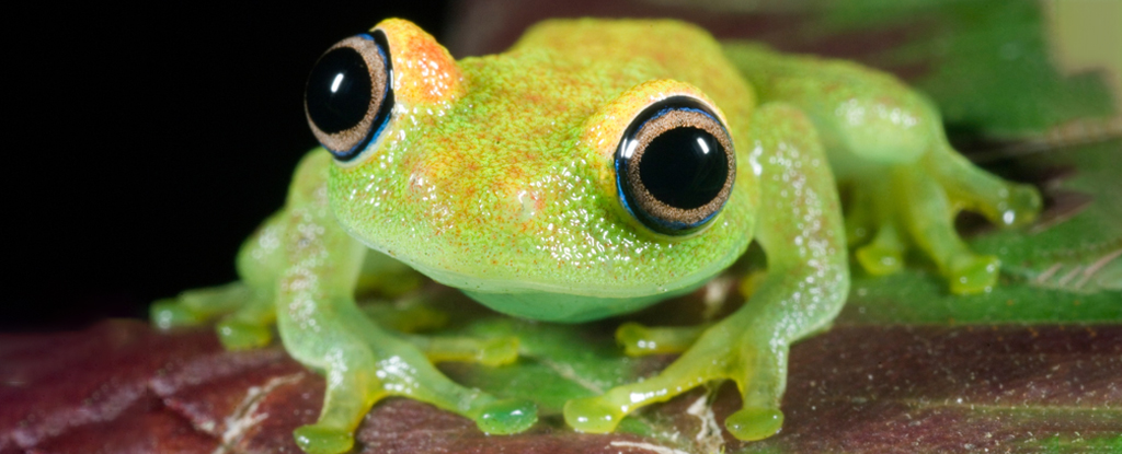 Un número alarmante de especies de anfibios está desapareciendo, advierten los científicos: ScienceAlert