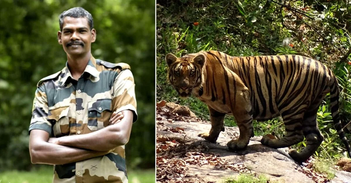 Más de 2000 citas con tigres en 20 años: conozca al tigre Sreenivasan de Kerala