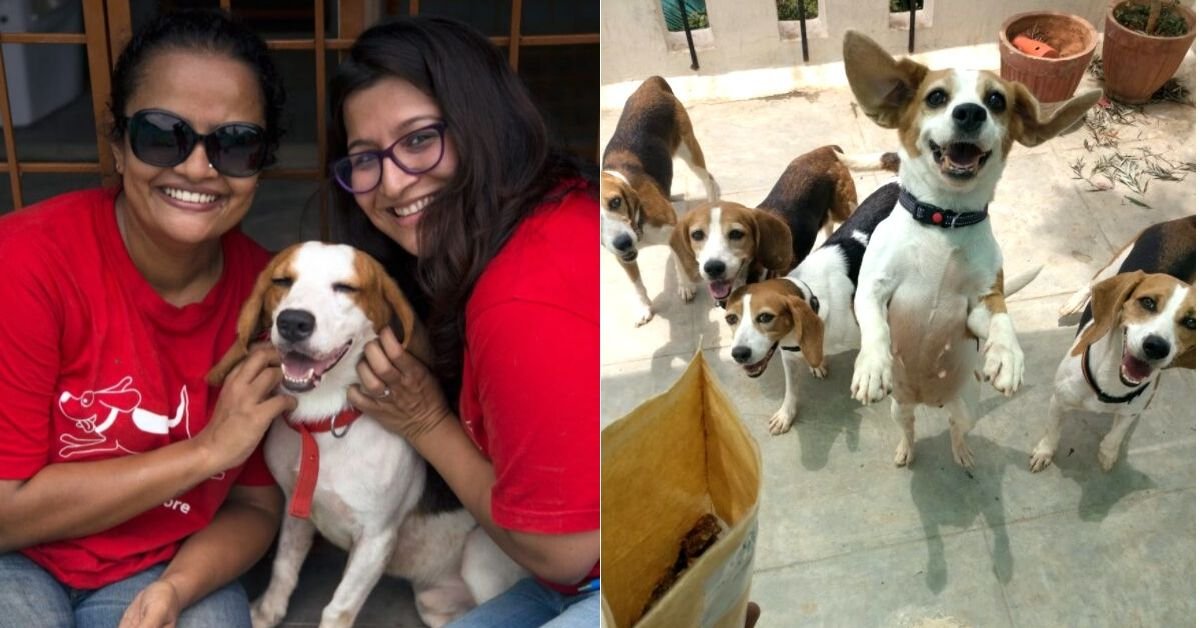 Una vez enjaulados, 465 perros de pruebas de laboratorio encuentran hogar