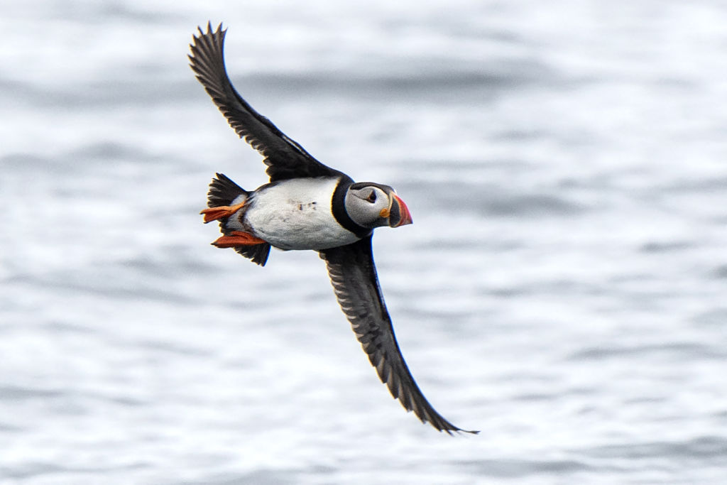 Frailecillo atlántico en Canadá: el hambre y el calentamiento del océano amenazan a poblaciones raras de aves marinas