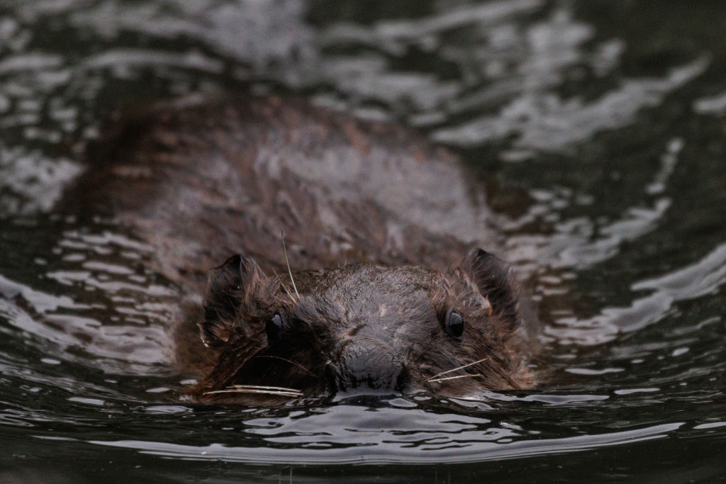 Los castores en Canadá ayudan a mejorar las condiciones de sequía en los ríos de la Columbia Británica, según muestra un informe