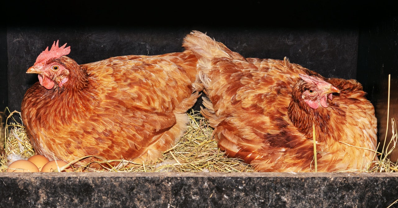 Estos pollos modificados genéticamente fueron creados para resistir la gripe aviar