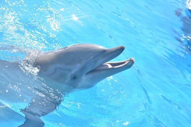 Inste a los funcionarios a cerrar el Miami Seaquarium por preocupaciones sobre la seguridad de los animales
