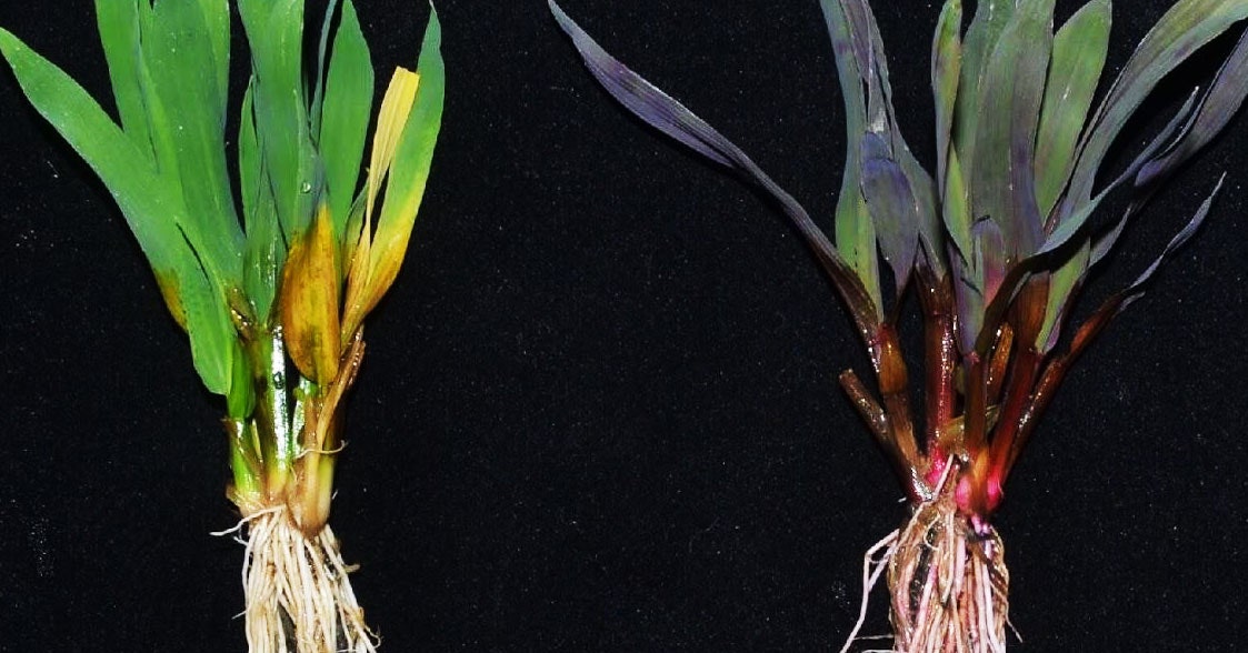 Estas plantas cambian de color cuando se exponen a un pesticida