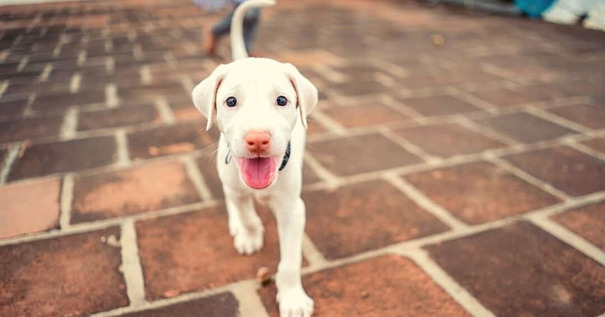 Cómo adoptar razas de perros indios nativos