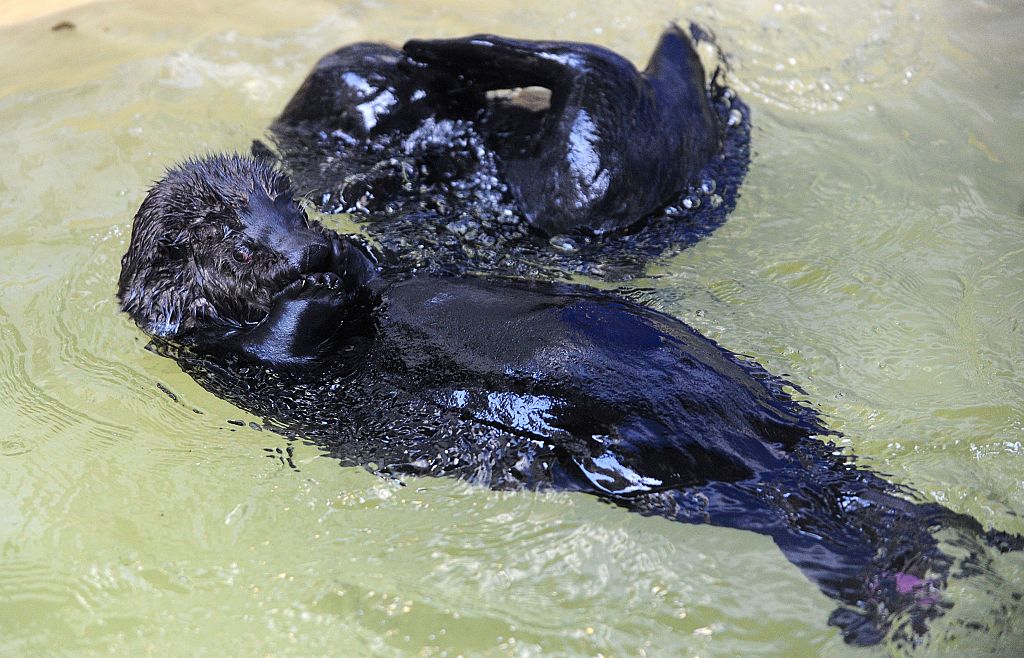 Las nutrias marinas enfrentan múltiples amenazas a pesar de los esfuerzos de los recolectores de erizos, según un estudio