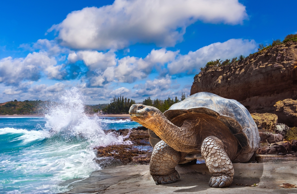Senescencia insignificante: ¿por qué algunos animales envejecen de manera diferente?