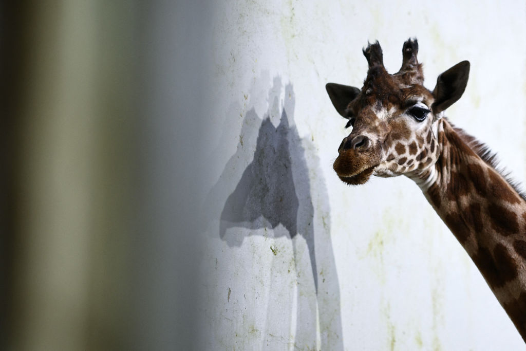 Los virus de las heces de las jirafas y los lémures se pueden utilizar para matar bacterias resistentes a los medicamentos, según un estudio