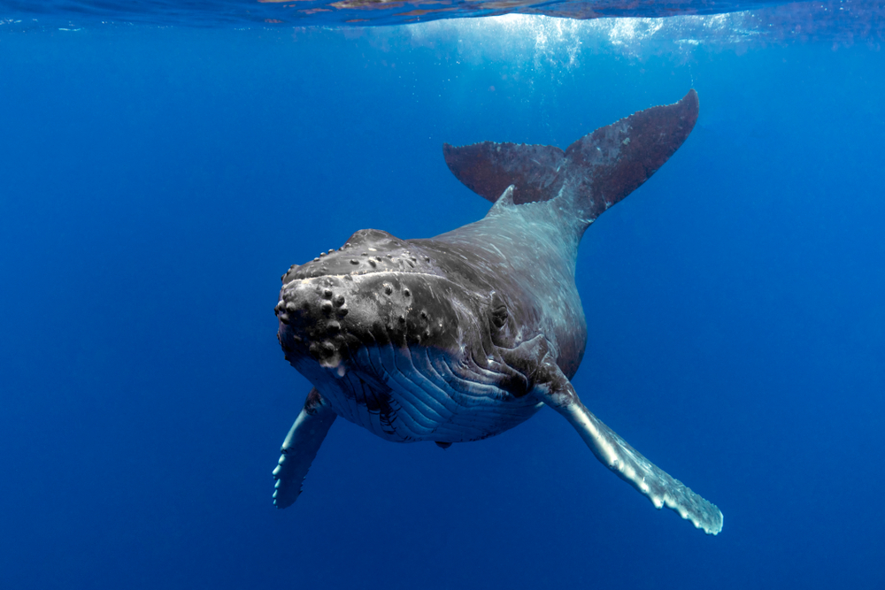 ¿Cuántas ballenas quedan en el mundo?