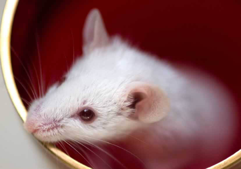 Genotoxicidad |  PETA