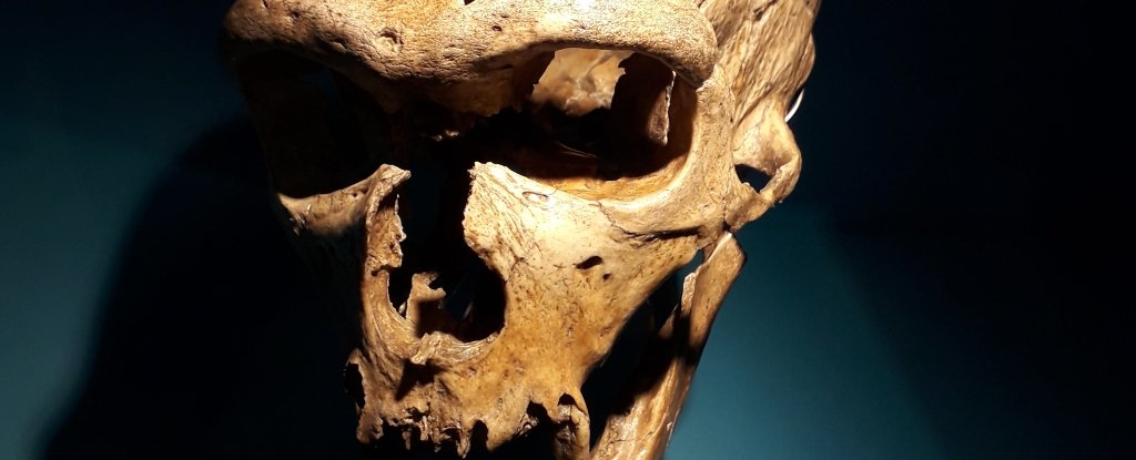 Los neandertales podrían no ser las especies separadas que siempre pensamos: ScienceAlert