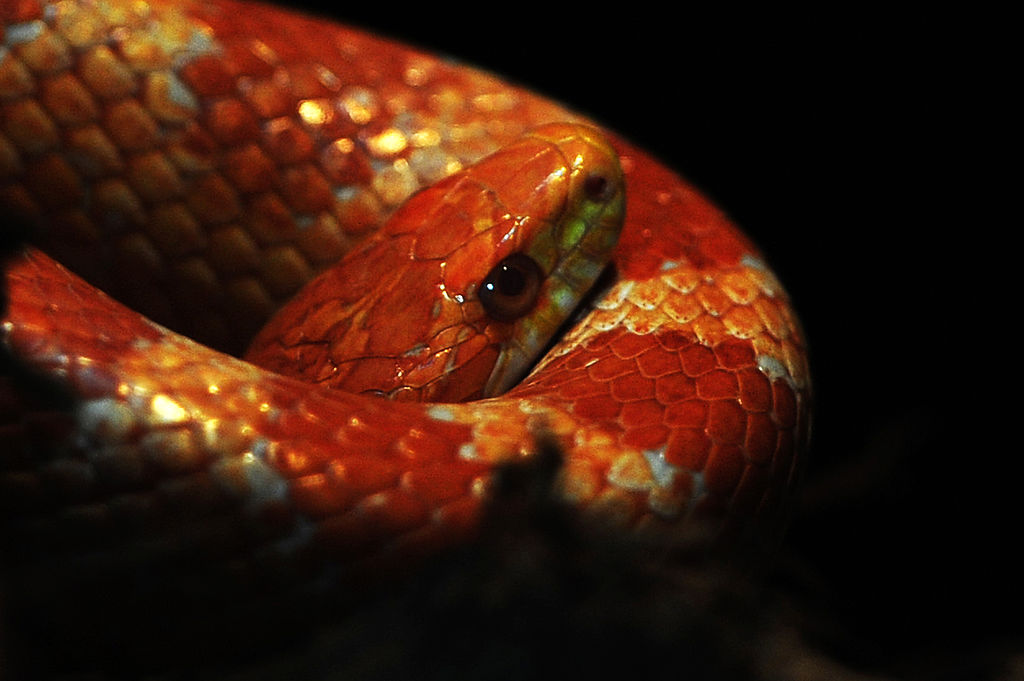 El caza TIE ‘Boa’ de la mascota llega al sótano de un vecino y ahuyenta al dueño de casa