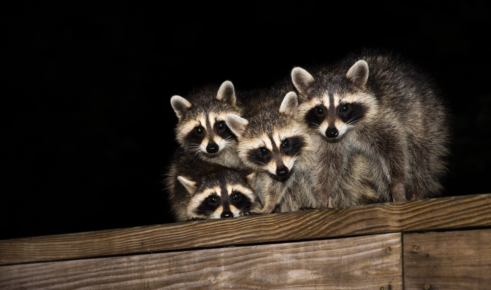 Por qué estos 7 animales tienen ojos que brillan en la oscuridad