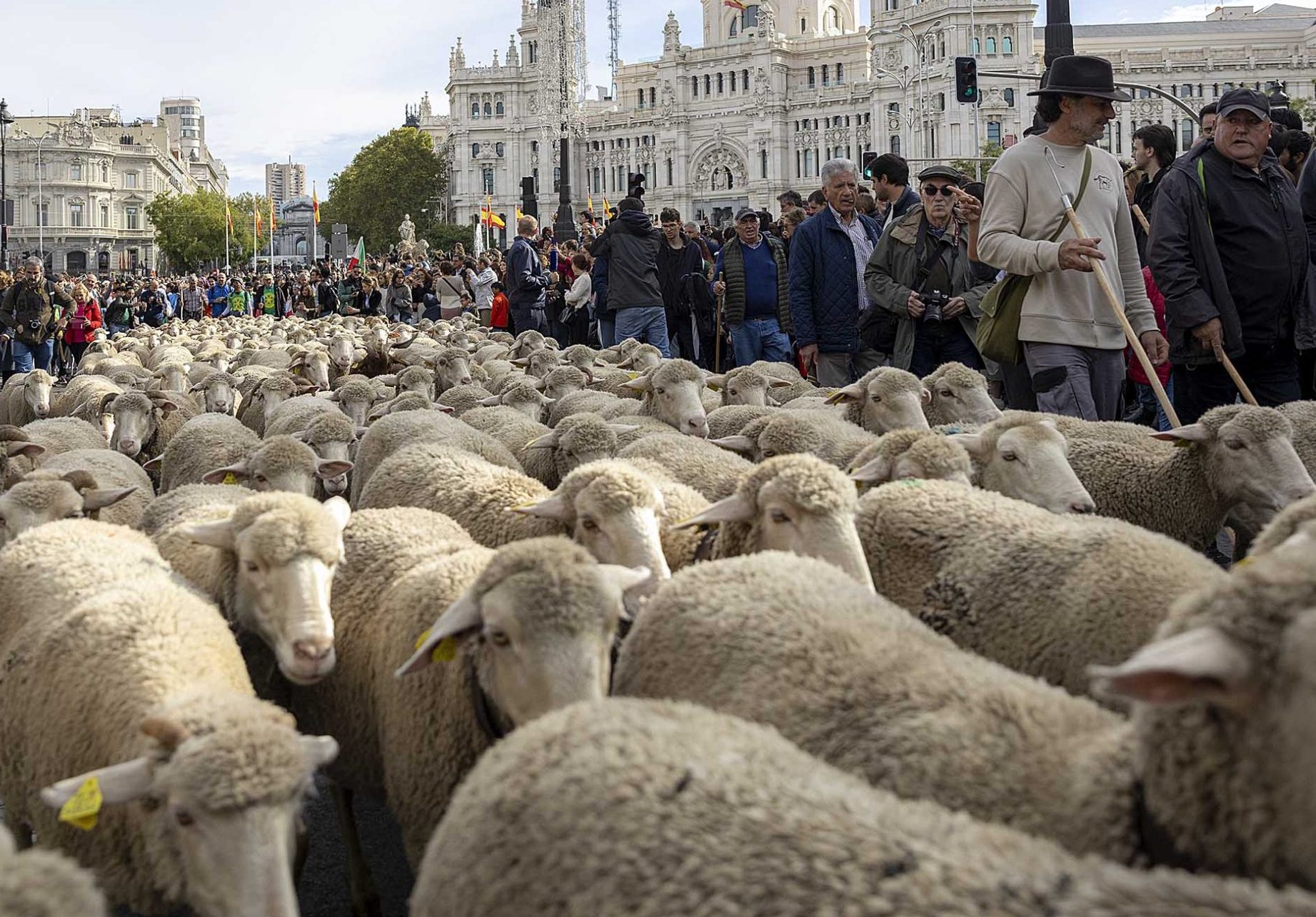 El centro de Madrid da paso al delicia del pastor ⋆ Madrid Metropolitan