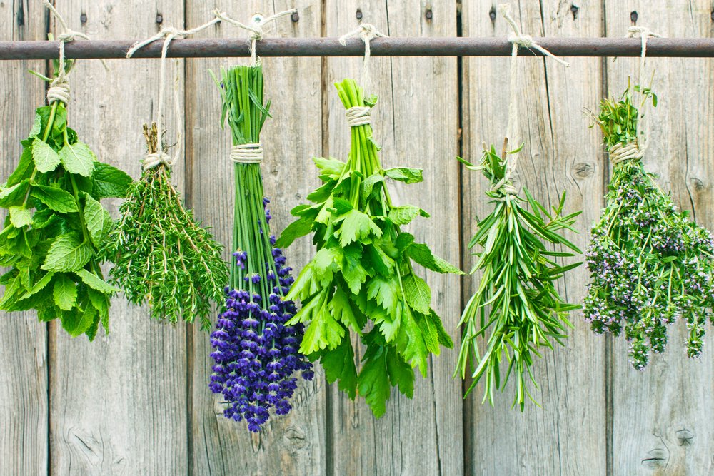 Deshágase de las chinches de forma natural « Euro Weekly News