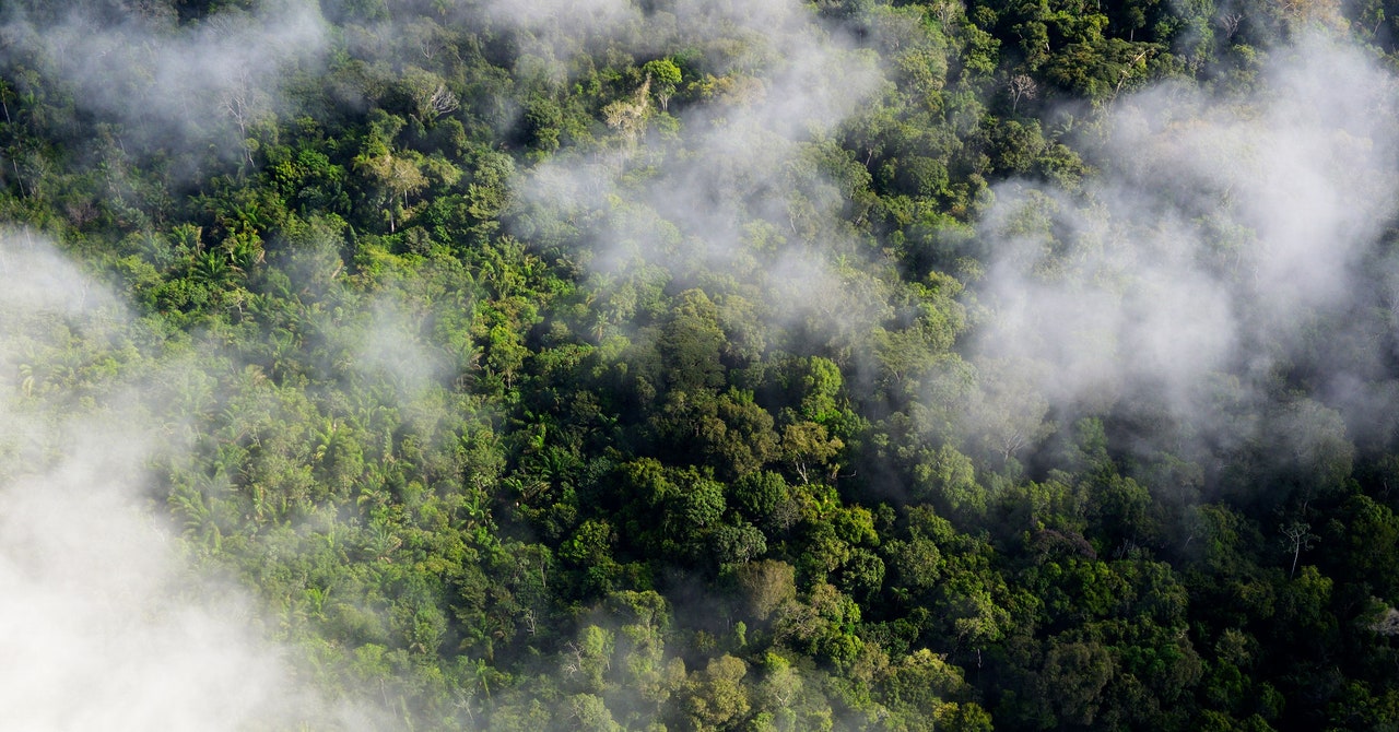 Una revelación sobre los árboles está alterando los cálculos climáticos