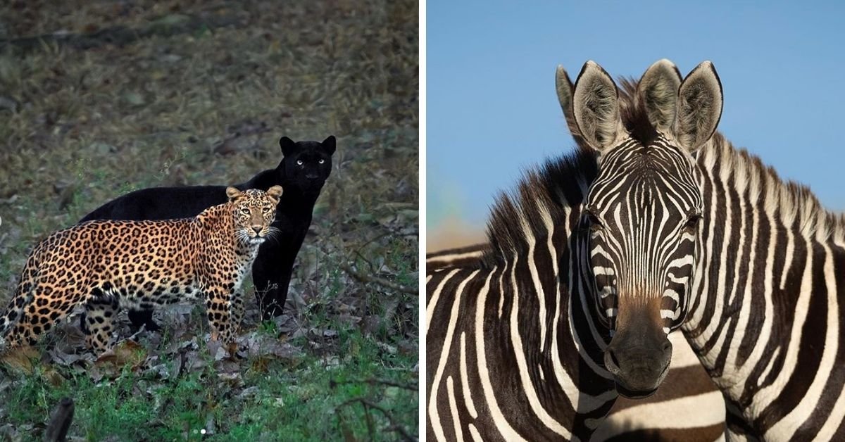 ¿Qué implica hacer clic en fotografías virales de vida silvestre que aturden al mundo?