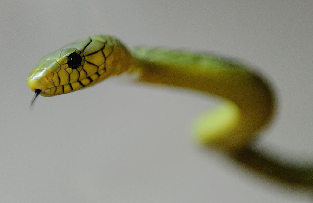 Las autoridades aconsejan a los residentes que permanezcan en interiores mientras la mamba verde ‘extremadamente venenosa’ anda suelta en los Países Bajos