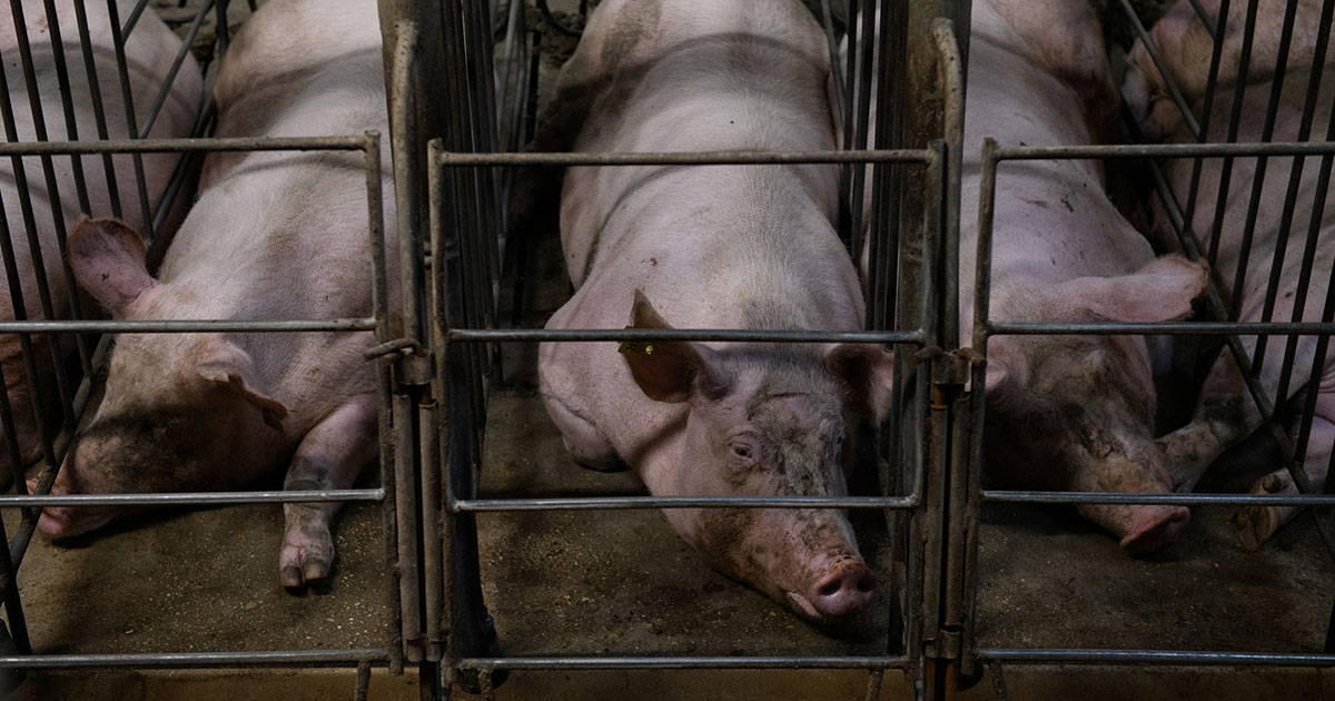 Denny’s emite una respuesta impactante a las preocupaciones de los consumidores sobre la crueldad animal