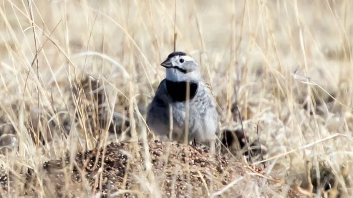 Las aves reciben nuevos nombres en un esfuerzo ‘antirracismo’