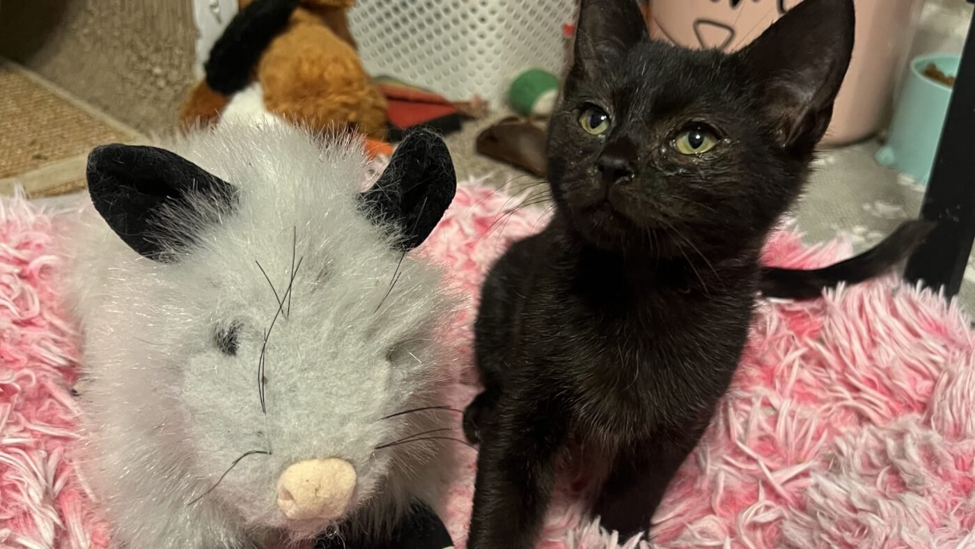 Conozca a Elmer, quien es sabio más allá de su edad… ejem, meses