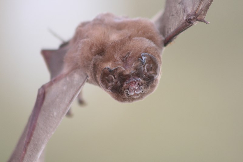 5 animales de Halloween que nacieron con apariencia de pedir dulces
