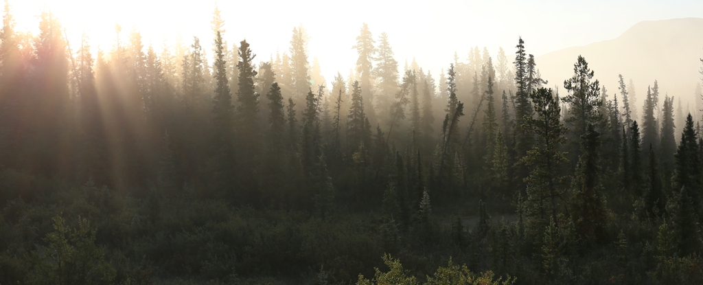 El bosque más grande del mundo parece estar disminuyendo: ScienceAlert
