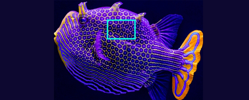 Los científicos descubren el secreto detrás de misteriosos patrones de piel de animales: ScienceAlert