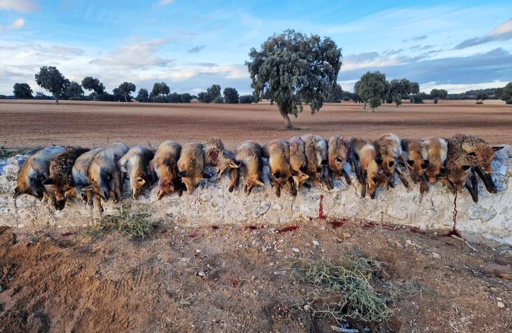 Macabra exhibición de caza causa indignación ⋆ Metropolitano de Madrid