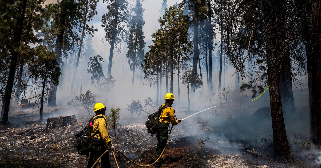 Las secuoyas gigantes de California están en un gran problema