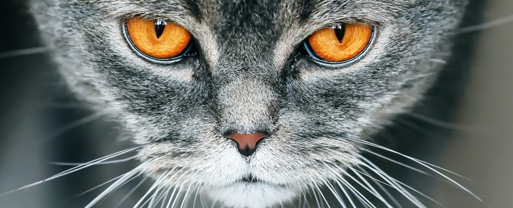 Un parásito del gato que altera la mente puede provocar fragilidad en las personas mayores: ScienceAlert