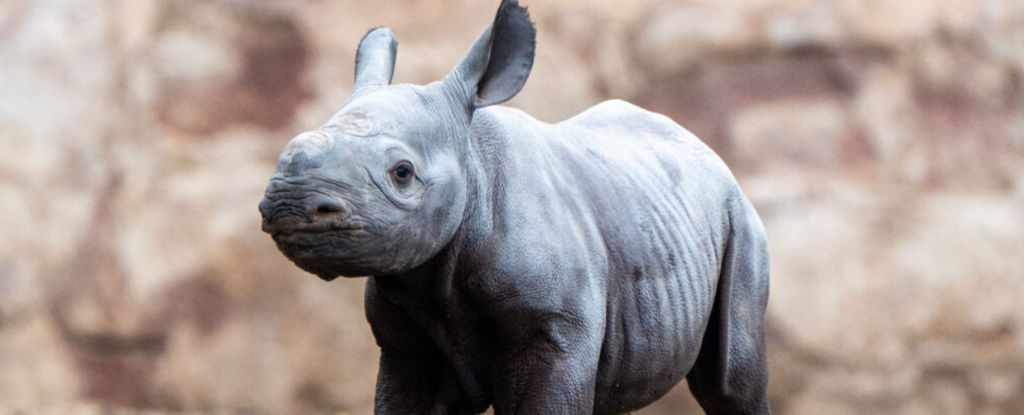 Uno de los mamíferos más raros del mundo acaba de nacer en un zoológico de Inglaterra: ScienceAlert