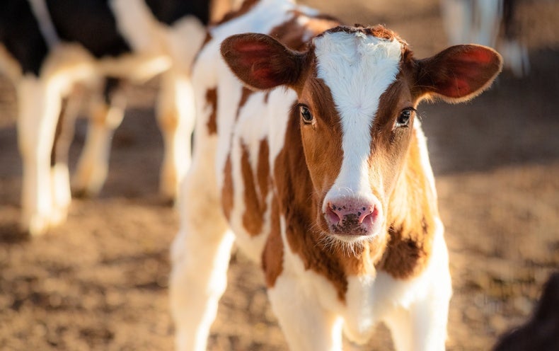 Dejar las vacas podría tener grandes impactos ambientales, pero es más difícil de lo que parece