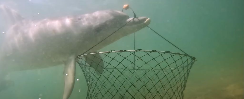 Las primeras imágenes del mundo muestran a delfines realizando un inteligente robo de cebo: ScienceAlert