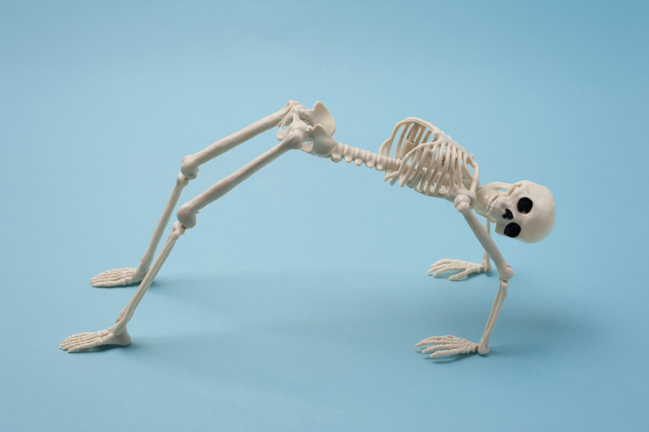 Human Skeleton Fun Facts How Many Bones.jpg
