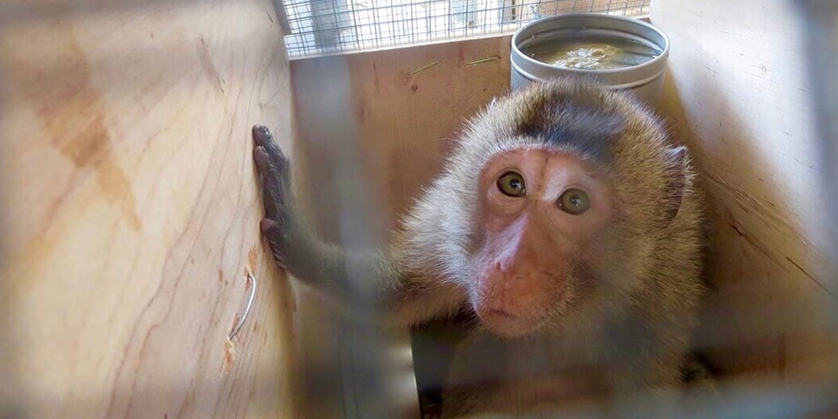 Un investigador holandés gana una subvención de PETA para estudiar los fracasos de la vacuna contra el VIH