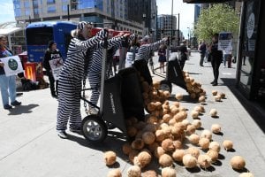 Los ‘monos’ encadenados de PETA arrojarán cocos a Whole Foods por sus vínculos con el trabajo forzoso