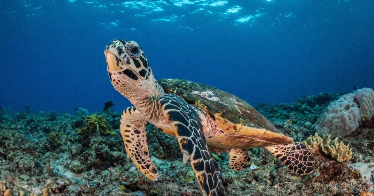 Avanzando en la conservación con reconocimiento facial de tortugas basado en IA