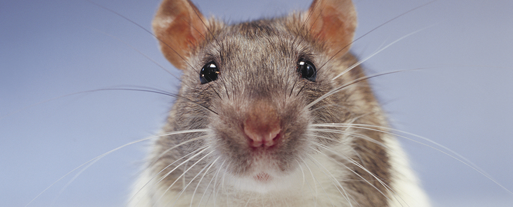 Increíble experimento revela cómo las ratas usan su imaginación: ScienceAlert