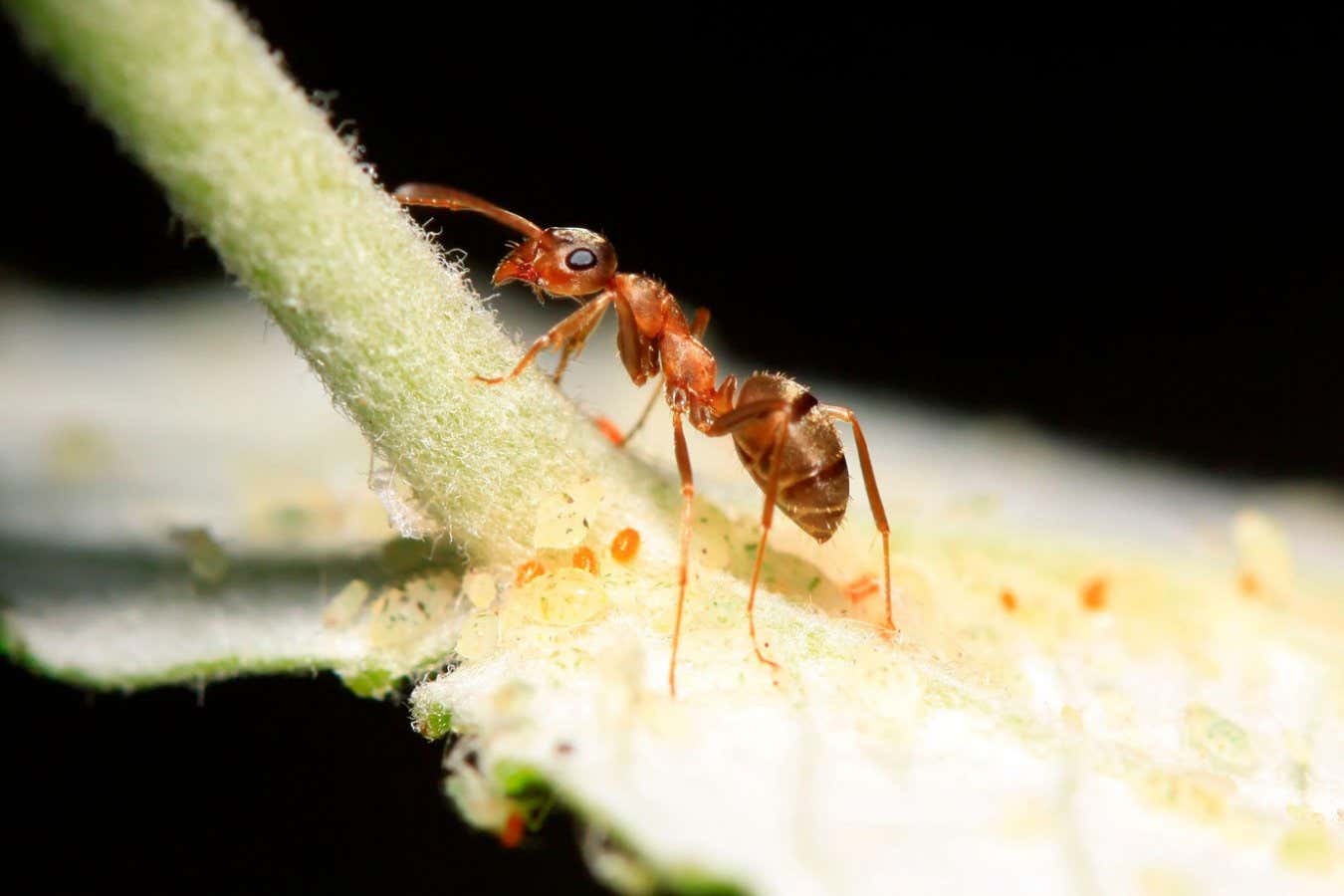 Las hormigas tratan sus propias infecciones fúngicas comiendo pulgones