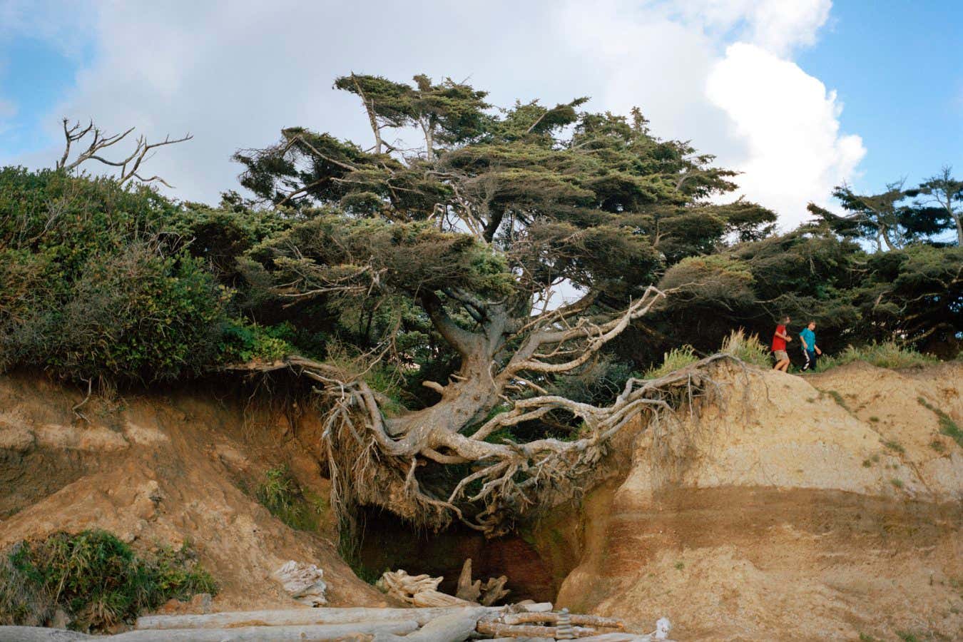 Vea un abeto muy especial: el Árbol de la Vida en el estado de Washington